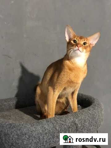 Абиссинская Воронеж - изображение 1