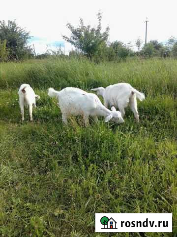 Молодые козочки Ярославская - изображение 1