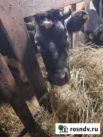 Корова Хотынец - изображение 1