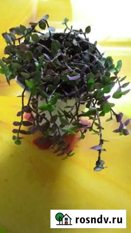 Кализия изящная Новочеркасск - изображение 1