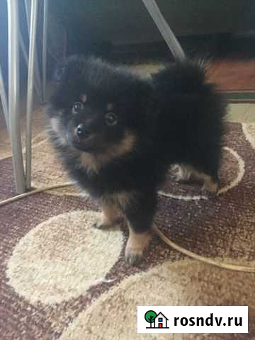 Шпиц щенки Курган - изображение 1