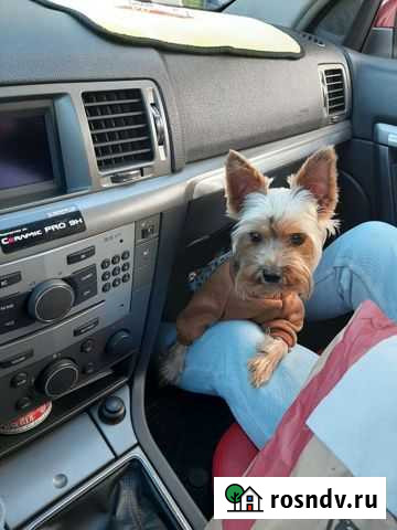 Йоркширский терьер вязка Ува - изображение 1