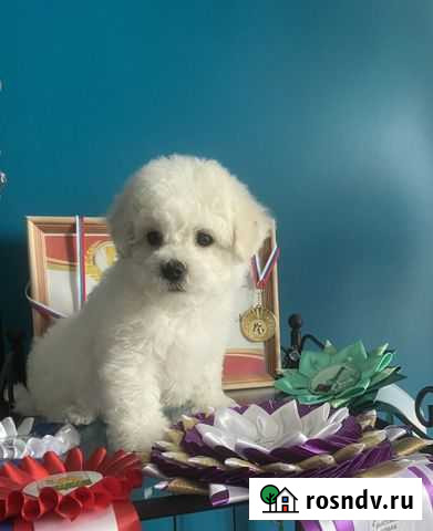 Бишон фризе Щенки Екатеринбург - изображение 1