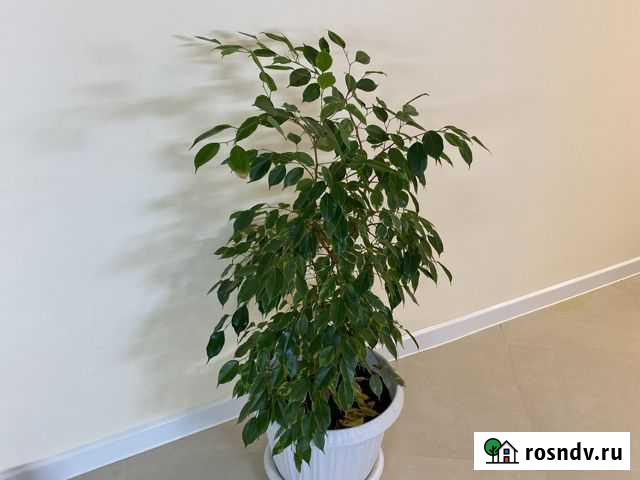 Фикус бенджамина Королев - изображение 1