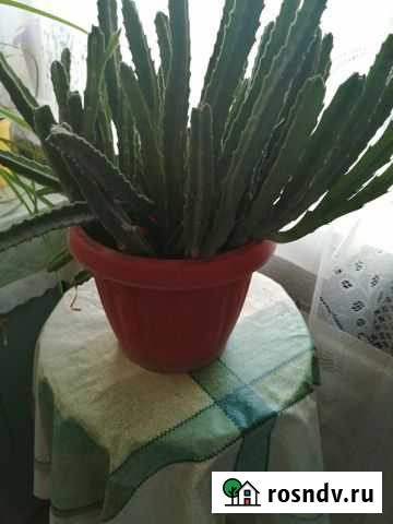 Комнатные цветы Нальчик - изображение 1