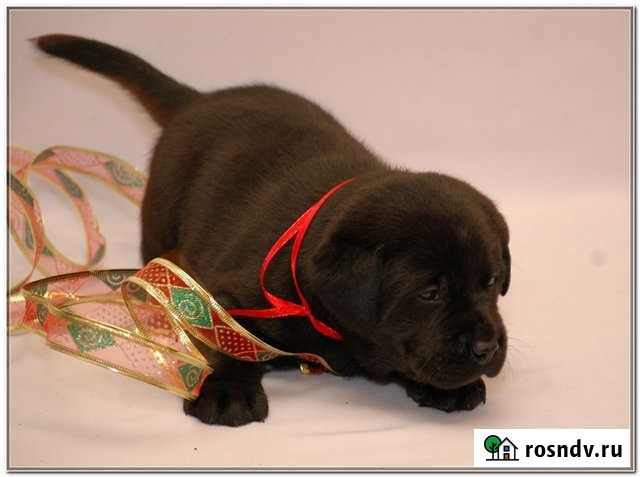 Палевые, чёрные и шоколадные щенки Иваново - изображение 1