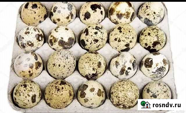 Инкубационное яйцо перепелок разных пород Королев - изображение 1