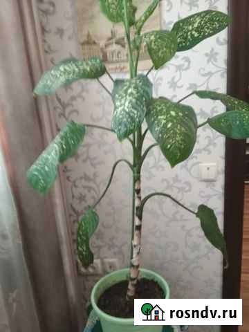 Диффенбахия Орехово-Зуево - изображение 1