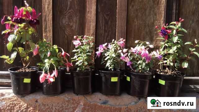 Фуксии, бегонии, пеларгонии Абакан - изображение 1