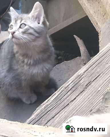 Кошка в дар Воронеж - изображение 1