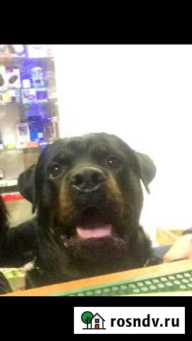 Ротвейлер для случки Смоленск - изображение 1