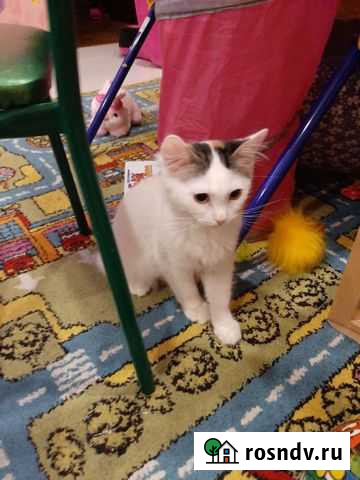 Кошечки сестрички Ногинск - изображение 1