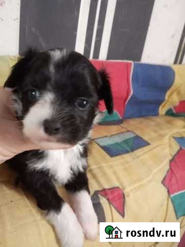 Китайская хохлатая, пух Раменское - изображение 1