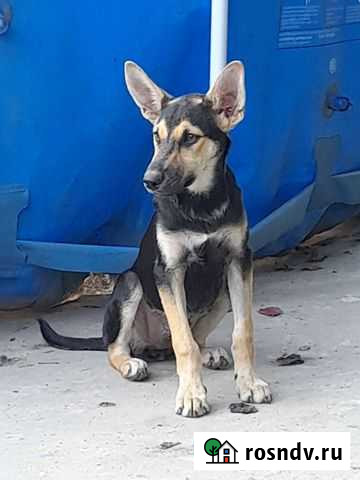 Стерилизованные щенки Романовская - изображение 1