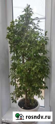 Фикус бенджамина большой Астрахань - изображение 1