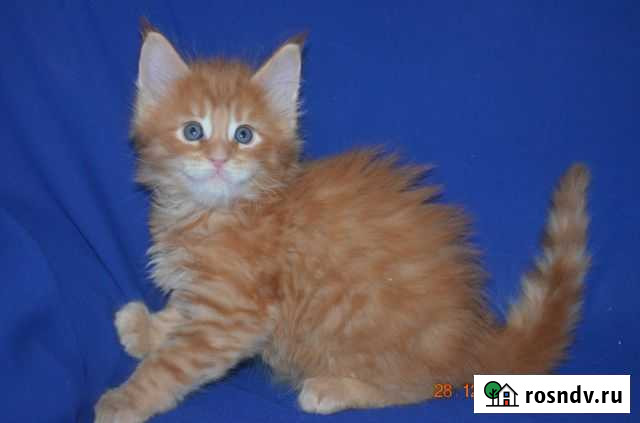 Великолепные котята мейн-кун из питомника Волгоград - изображение 1