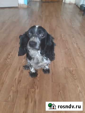 Щенки русского спаниеля Чита - изображение 1