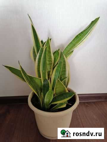 Сансевиерия Королев - изображение 1