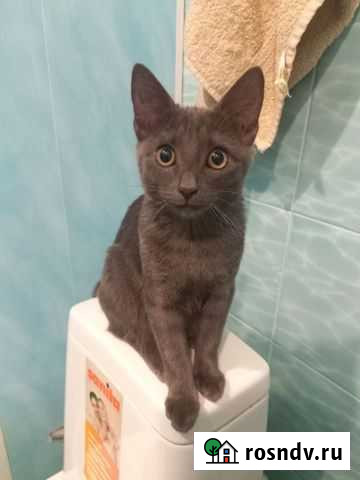 Наполовину шотландка, Наполовину британка. Отдам в Ульяновск - изображение 1