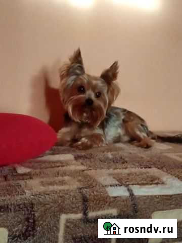 Вязка Йоркширский терьер мини Каменск-Уральский - изображение 1
