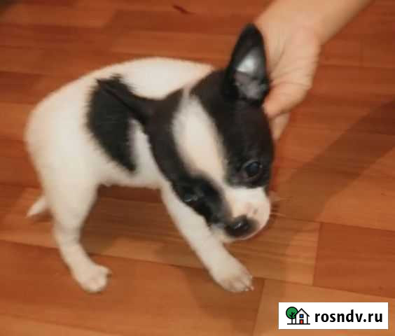 Собаки чихуахуа мини Пушкино - изображение 1