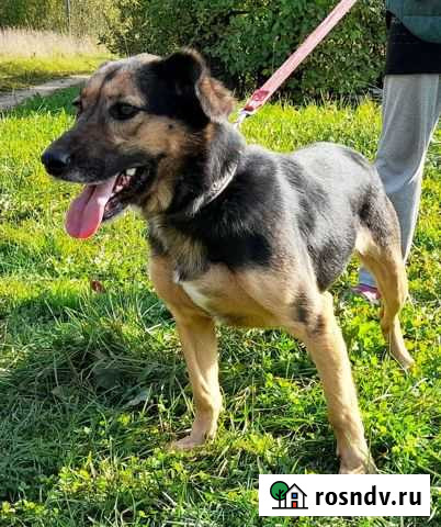Собака в добрые руки Опочка - изображение 1