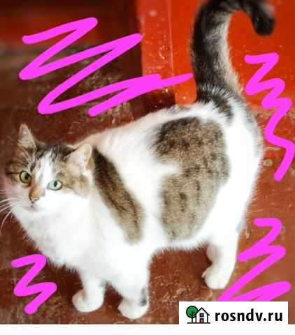 Чудесная умница ищет теплый дом) Воронеж - изображение 1