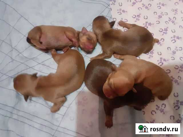 Мини той-терьер Тверь - изображение 1