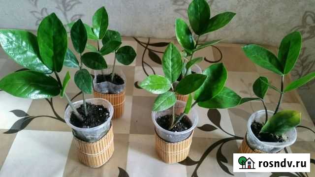 Замиуколькус(доллоровое дерево) Владимир - изображение 1