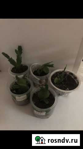 Декабрист Саранск - изображение 1