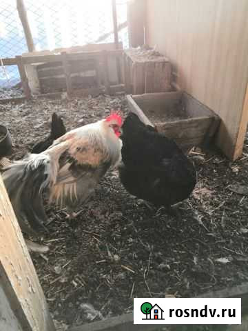 Петухи на племя Старый Крым - изображение 1