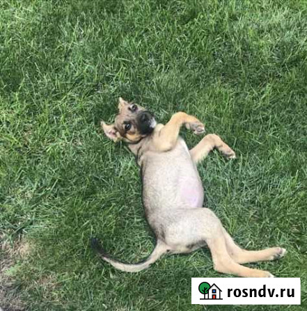 Щенок девочка в добрые руки Симферополь - изображение 1