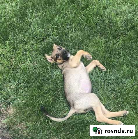 Щенок девочка в добрые руки Симферополь - изображение 1