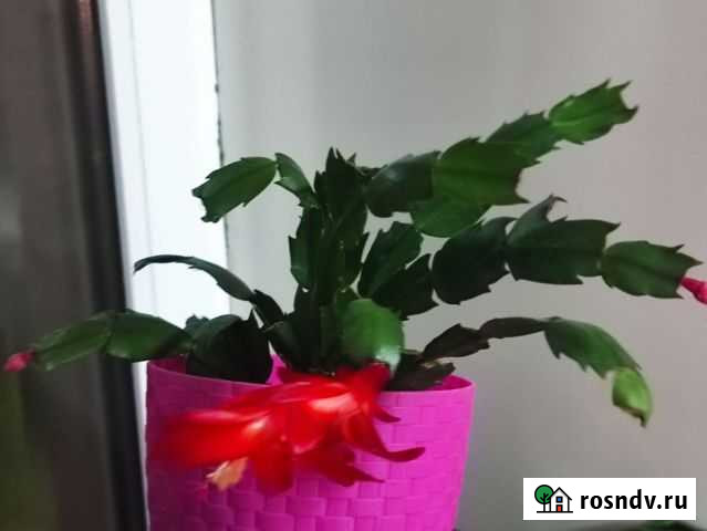 Декабрист шлюмбергера Елабуга - изображение 1