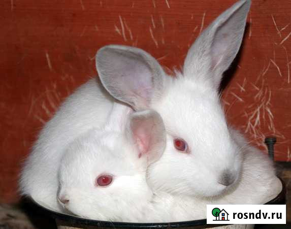 Кролики мясных пород Златоуст - изображение 1