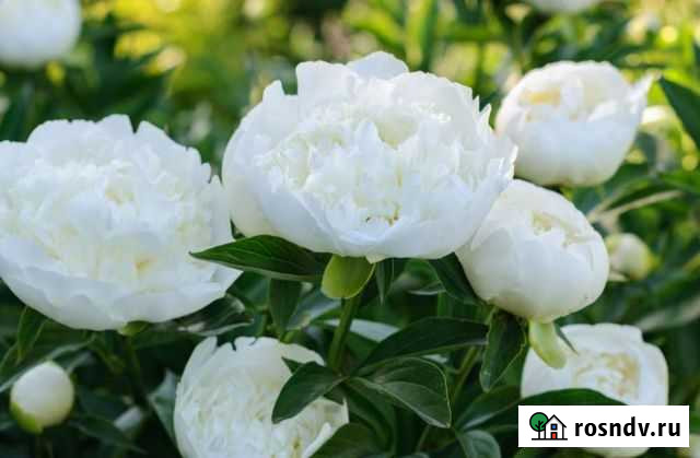 Пионы Иваново - изображение 1