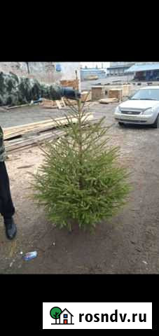 Ель Новогодняя Курск - изображение 1