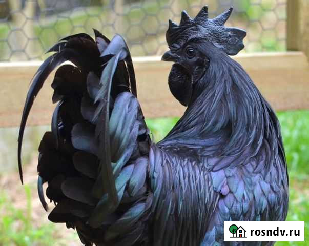 Племенные куры Джерсийский гигант и Ухейилюй Серпухов - изображение 1