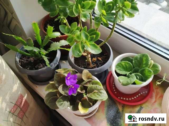 Цветы Шелехов - изображение 1