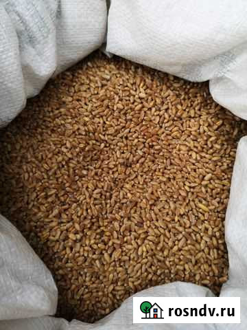 Пшеница, рожь для проращивания Кстово - изображение 1