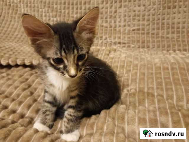 Котята Орехово-Зуево - изображение 1