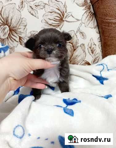 Мини красавчик Пенза - изображение 1