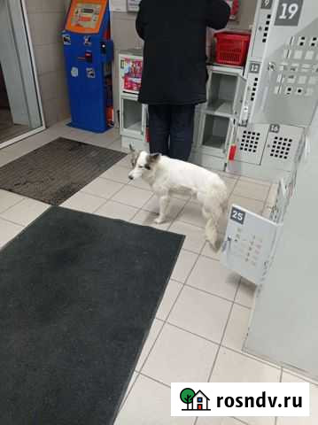 Собака в добрые руки Волгоград - изображение 1