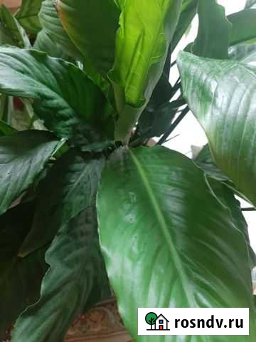 Спатифиллум Кяхулай - изображение 1