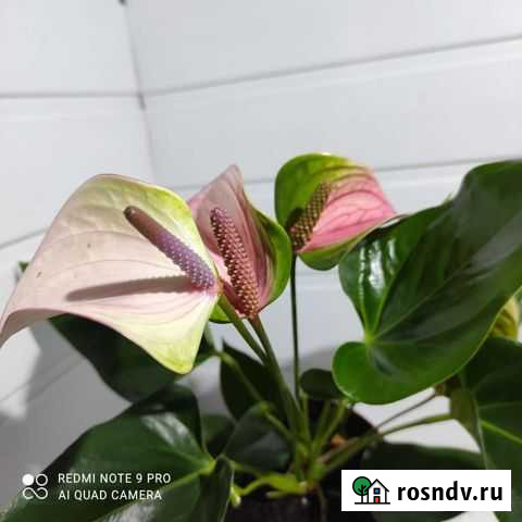 Комнатные цветы антуриум Вологда - изображение 1