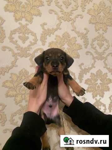 Карликовая такса щенки Белгород - изображение 1