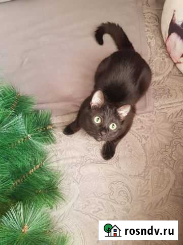 Вязка кошек Котельники - изображение 1