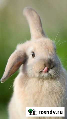 Продаётся тушка кролика Смоленск - изображение 1