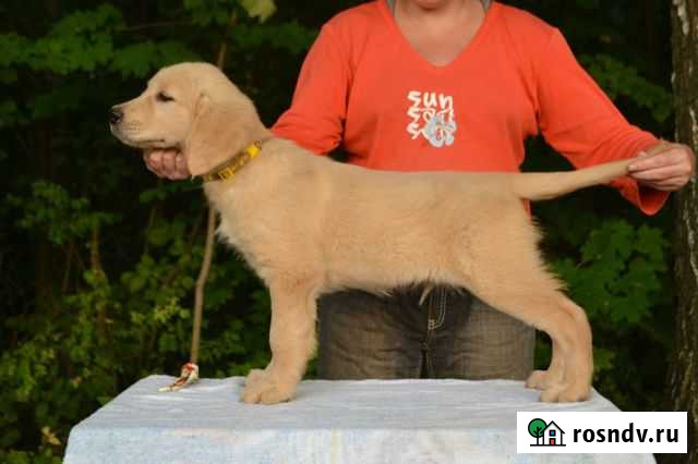 Щенки золотистого ретривера Казань - изображение 1