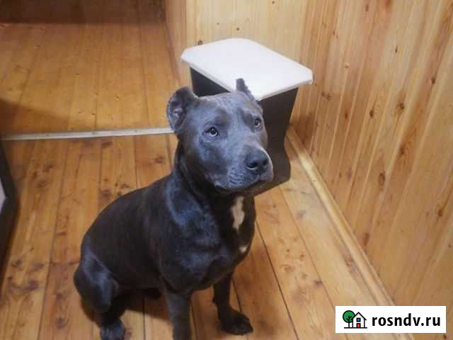 Питбуль вязка Богородское - изображение 1